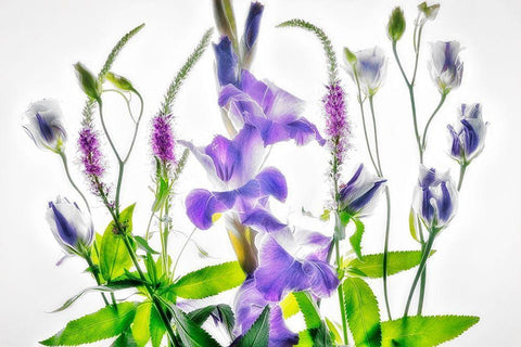 Botanical II White Modern Wood Framed Art Print with Double Matting by Frates, Dennis