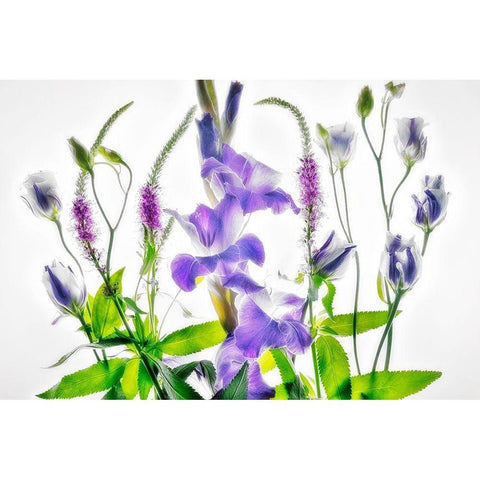 Botanical II Black Modern Wood Framed Art Print by Frates, Dennis