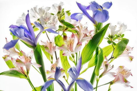 Botanical I Black Ornate Wood Framed Art Print with Double Matting by Frates, Dennis