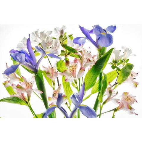 Botanical I White Modern Wood Framed Art Print by Frates, Dennis