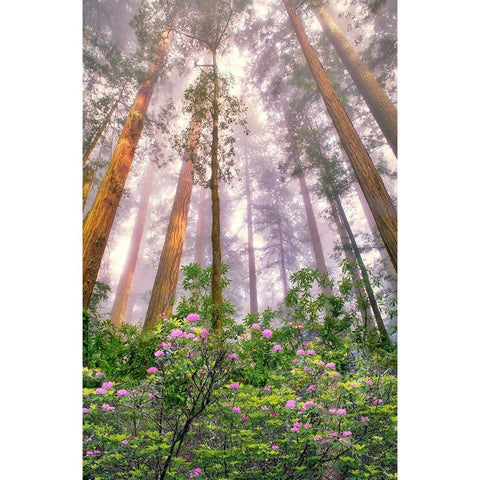 Look Up White Modern Wood Framed Art Print by Frates, Dennis