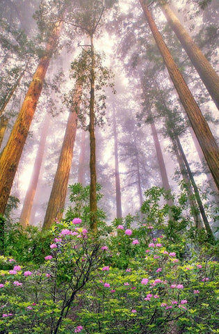 Look Up Black Ornate Wood Framed Art Print with Double Matting by Frates, Dennis