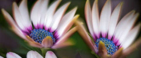 A Pair Black Ornate Wood Framed Art Print with Double Matting by Frates, Dennis