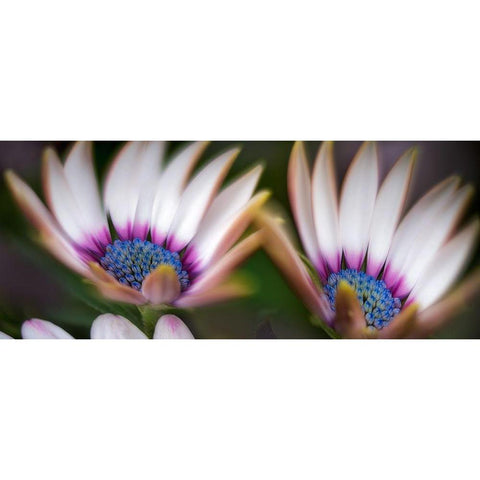 A Pair Black Modern Wood Framed Art Print by Frates, Dennis