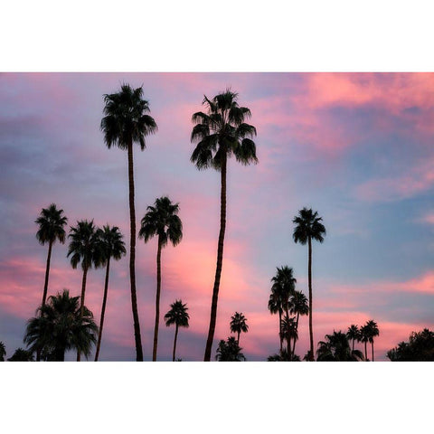Palm Sunset Gold Ornate Wood Framed Art Print with Double Matting by Frates, Dennis