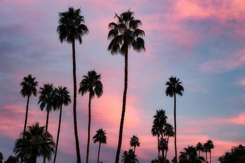 Palm Sunset White Modern Wood Framed Art Print with Double Matting by Frates, Dennis