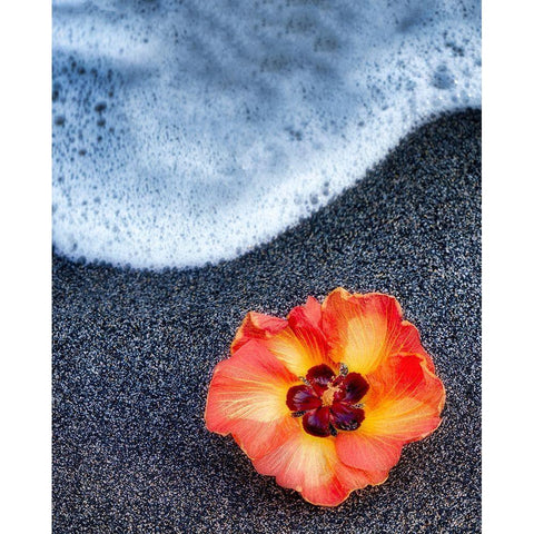 Beach Floral Black Modern Wood Framed Art Print by Frates, Dennis
