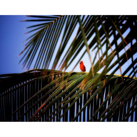 Cardinal Gold Ornate Wood Framed Art Print with Double Matting by Frates, Dennis