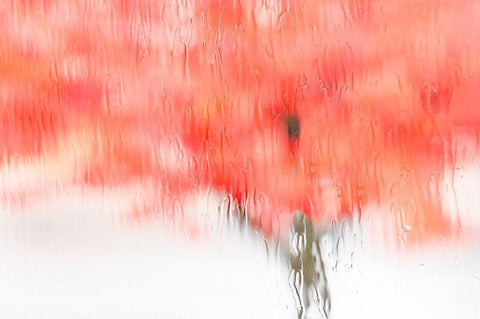 Coral Window White Modern Wood Framed Art Print with Double Matting by Frates, Dennis