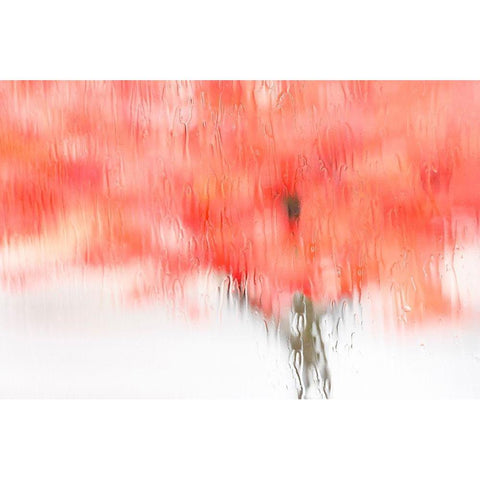 Coral Window Black Modern Wood Framed Art Print by Frates, Dennis