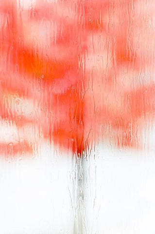 Coral Window II Black Ornate Wood Framed Art Print with Double Matting by Frates, Dennis