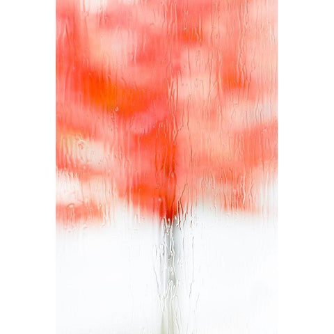 Coral Window II Black Modern Wood Framed Art Print with Double Matting by Frates, Dennis