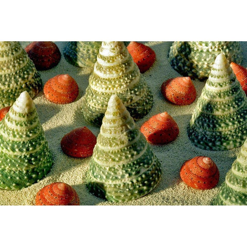 Tree Shells White Modern Wood Framed Art Print by Frates, Dennis