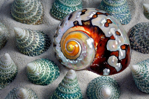 Shell Spiral Black Ornate Wood Framed Art Print with Double Matting by Frates, Dennis
