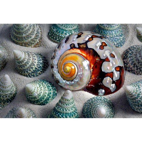Shell Spiral Black Modern Wood Framed Art Print by Frates, Dennis