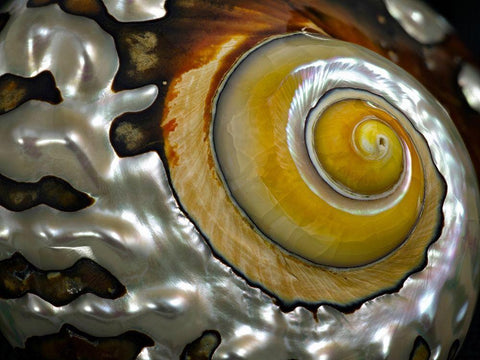 Shell Spiral II White Modern Wood Framed Art Print with Double Matting by Frates, Dennis