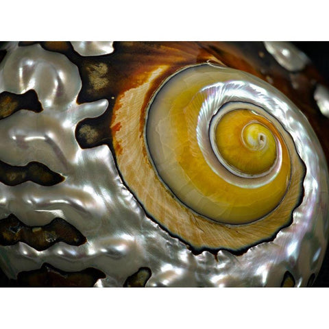 Shell Spiral II White Modern Wood Framed Art Print by Frates, Dennis
