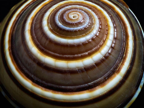 Shell Spiral III White Modern Wood Framed Art Print with Double Matting by Frates, Dennis