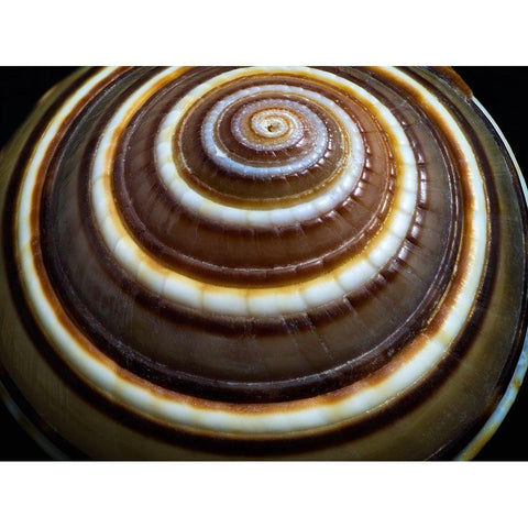 Shell Spiral III Black Modern Wood Framed Art Print by Frates, Dennis