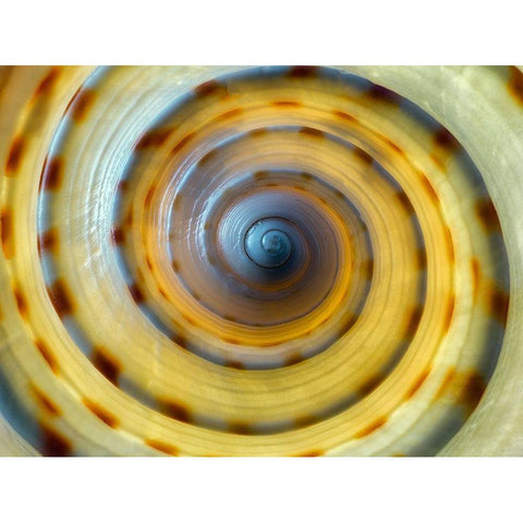 Shell Spiral IV Black Modern Wood Framed Art Print by Frates, Dennis