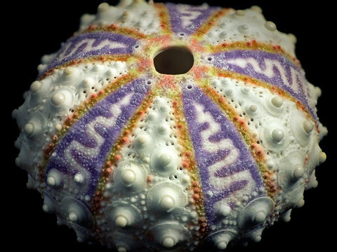 Zig Zag White Modern Wood Framed Art Print with Double Matting by Frates, Dennis