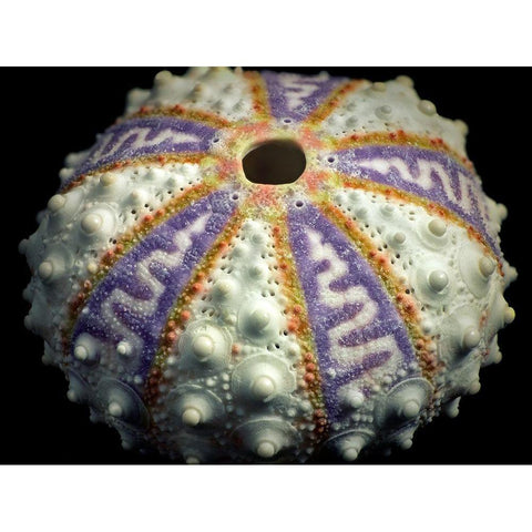 Zig Zag Black Modern Wood Framed Art Print with Double Matting by Frates, Dennis