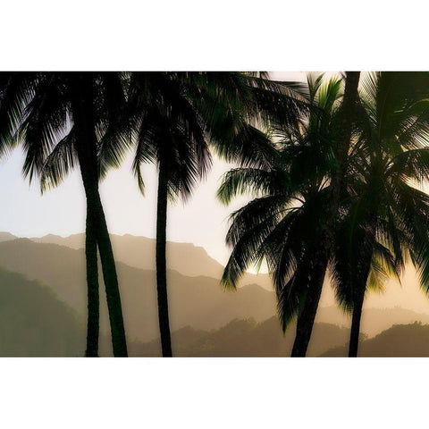 Misty Palms II Black Modern Wood Framed Art Print with Double Matting by Frates, Dennis