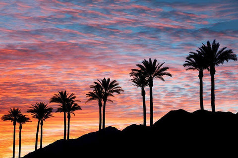 Palm Tree Sunset White Modern Wood Framed Art Print with Double Matting by Frates, Dennis