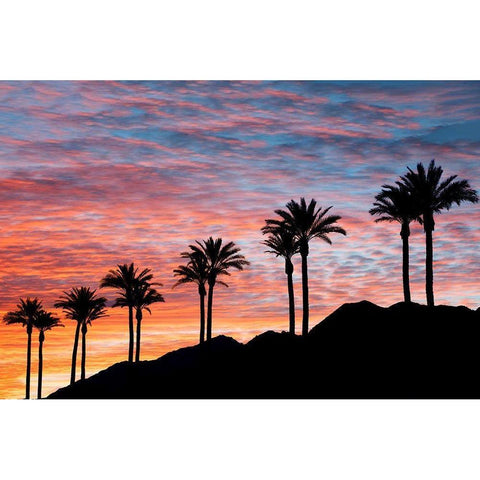 Palm Tree Sunset White Modern Wood Framed Art Print by Frates, Dennis