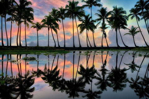 Palm Reflections Black Ornate Wood Framed Art Print with Double Matting by Frates, Dennis