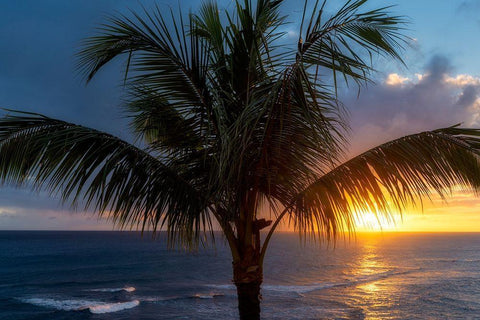 Palm Tree Sunset White Modern Wood Framed Art Print with Double Matting by Frates, Dennis