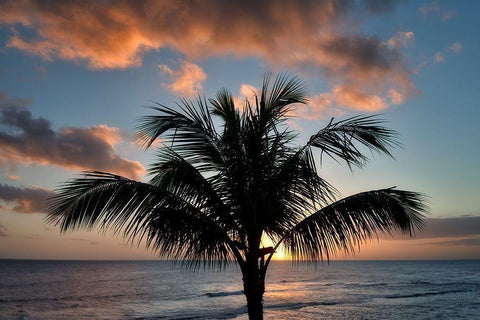 Palm Tree Sunset II White Modern Wood Framed Art Print with Double Matting by Frates, Dennis