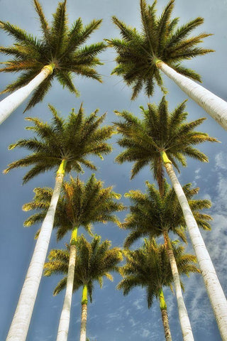 Worms Eye II Black Ornate Wood Framed Art Print with Double Matting by Frates, Dennis