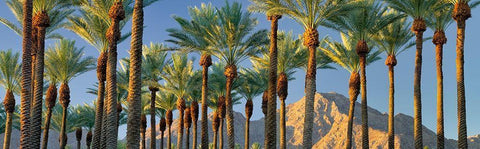 Trees Black Ornate Wood Framed Art Print with Double Matting by Frates, Dennis