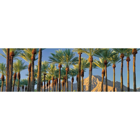 Trees Black Modern Wood Framed Art Print by Frates, Dennis