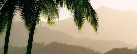 Misty Palms IV Black Ornate Wood Framed Art Print with Double Matting by Frates, Dennis