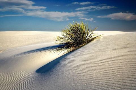 Dune Black Ornate Wood Framed Art Print with Double Matting by Frates, Dennis