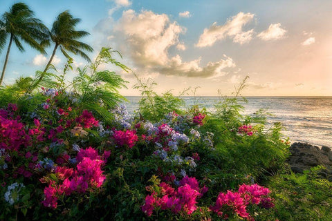 Hot Pink Black Ornate Wood Framed Art Print with Double Matting by Frates, Dennis