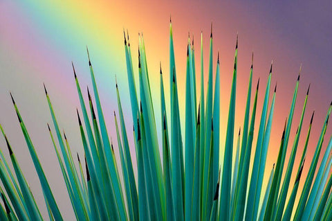 Prism Plant White Modern Wood Framed Art Print with Double Matting by Frates, Dennis