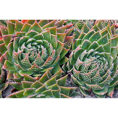 Succulents Gold Ornate Wood Framed Art Print with Double Matting by Frates, Dennis