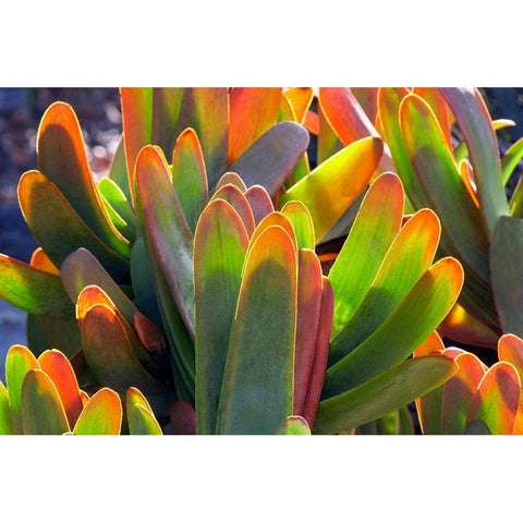 Succulents II Black Modern Wood Framed Art Print by Frates, Dennis