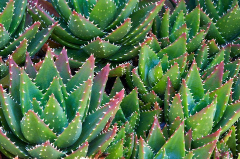 Succulents III Black Ornate Wood Framed Art Print with Double Matting by Frates, Dennis