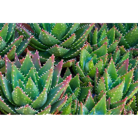 Succulents III White Modern Wood Framed Art Print by Frates, Dennis