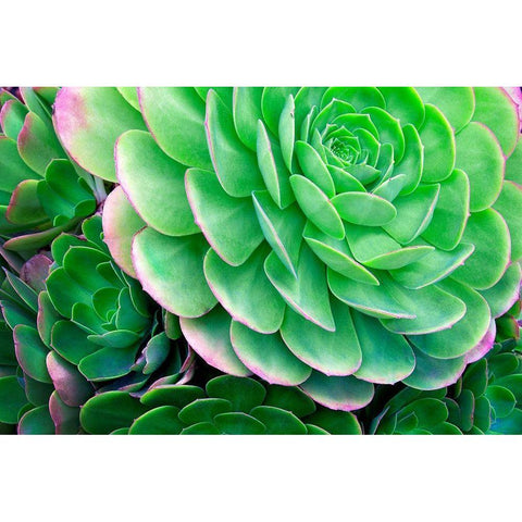 Succulents IV Black Modern Wood Framed Art Print by Frates, Dennis