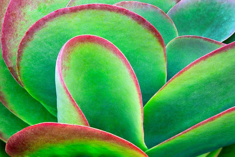 Succulent V White Modern Wood Framed Art Print with Double Matting by Frates, Dennis