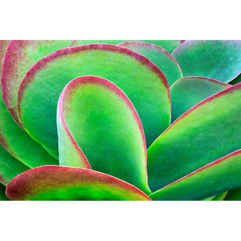 Succulent V White Modern Wood Framed Art Print by Frates, Dennis