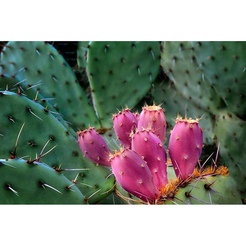 Pink Cactus White Modern Wood Framed Art Print by Frates, Dennis