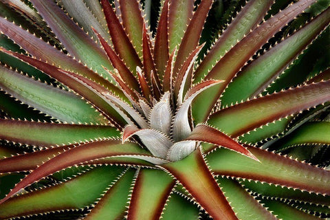 Succulent VI Black Ornate Wood Framed Art Print with Double Matting by Frates, Dennis