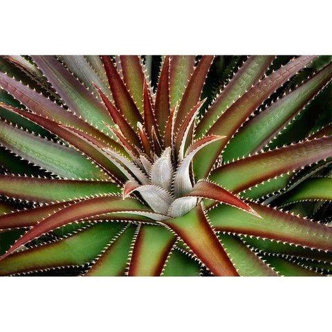 Succulent VI Gold Ornate Wood Framed Art Print with Double Matting by Frates, Dennis