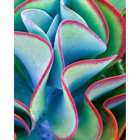 Succulent VII White Modern Wood Framed Art Print by Frates, Dennis
